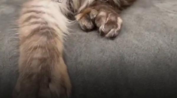 O pisică născută cu 29 de degete a intrat în Cartea Recordurilor. Cum arată felina din rasa Maine Coon