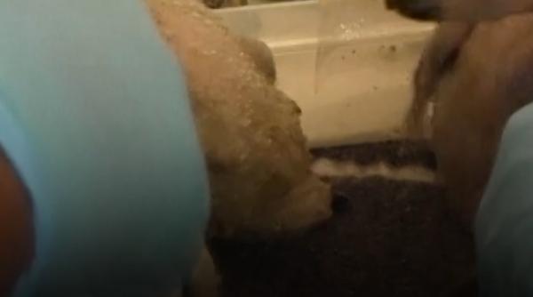 50 de ouă de papagal dintr-o specie în pericol de dispariție au fost confiscate pe aeroportul din Johannesburg. Puii au eclozat imediat