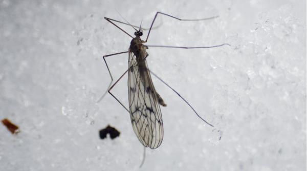 alerta globala o musca din zona polului nord s a reprodus in antarctica si ameninta speciile de la polul sud