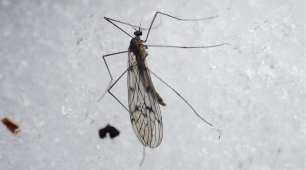 alerta globala o musca din zona polului nord s a reprodus in antarctica si ameninta speciile de la polul sud