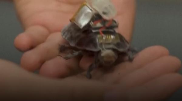 Gândaci-cyborg cu seringi în spate care trebuie să ajungă la oamenii prinși sub dărâmături