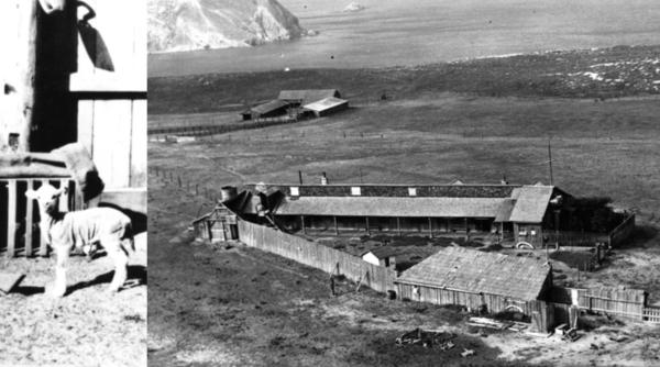 in 1850 un fermier a adus 45 de oi pe o insula din sua pana in 1862 erau 6 000 in cativa ani pasunatul a distrus toata vegetatia