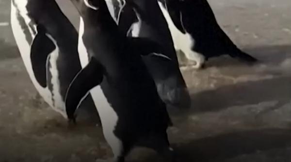 Șase pinguini salvați din plase de pescuit s-au întors în apele Argentinei