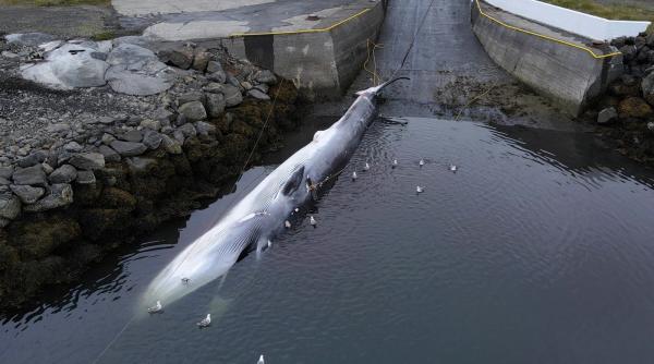 Ultimul vânător de balene al Islandei e în fața unei „amenințări” pe care nu o poate vâna cu harponul: Uniunea Europeană