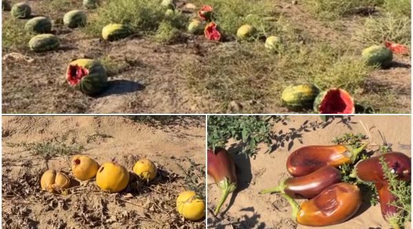 Câmpuri întregi din Oltenia cu pepeni și vinete aruncate. Recoltarea a ajuns să coste atât de mult, că fermierii au abandonat culturile