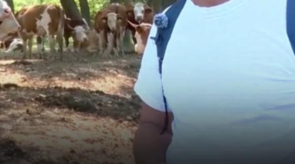 Un fermier din Buzău a ajuns să își supravegheze vacile cu drona, pentru că nu mai găsește oameni să îi angajeze