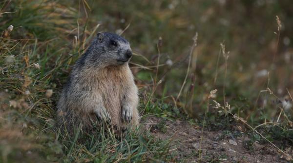 „Vânarea lor este crudă și absurdă”. Război pentru marmotele alpine în Franța: activiștii cer ca vânătoarea să fie interzisă