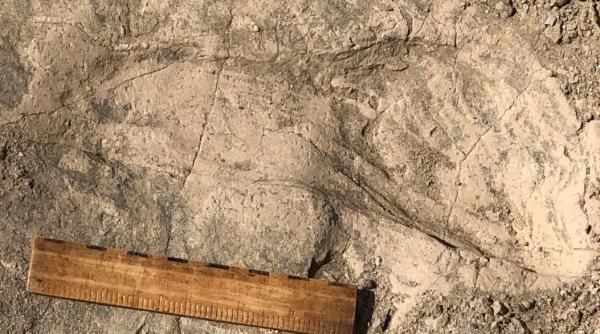 niste urme de pasi vechi de 1 4 milioane de ani ne arata o ruda a omului mult mai mare decat credeam