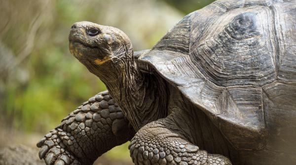 Doar 14 țestoase uriașe mai rămăseseră pe o insulă din Galapagos. Apoi l-au găsit pe masculul Diego într-un zoo și acum sunt 2.300