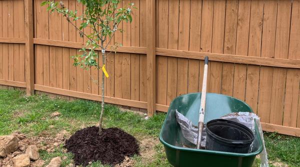 la ce distanta de gard poti planta copaci si ce faci daca arborele vecinului depaseste linia de hotar spre curtea ta cand se da amenda