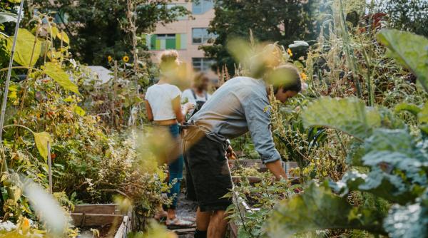 cine are voie sa planteze copaci si flori in gradina blocului ce risca locatarii care intervin pe spatii verzi fara drept