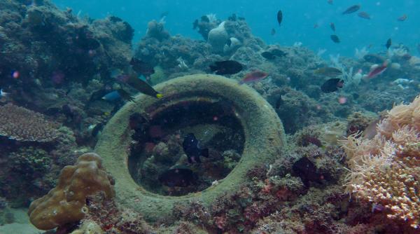 in 1994 cercetatorii au creat recife subacvatice din anvelope uzate in california si arizona numarul pestilor a crescut de 20 de ori