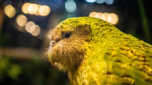 Kākāpō, cel mai greu papagal din lume, aflat pe cale de dispariție, are un sezon record de reproducere. Totul a pornit de la un arbore