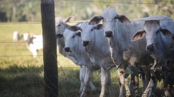 UE suspendă importurile de carne, ouă și miere din Brazilia