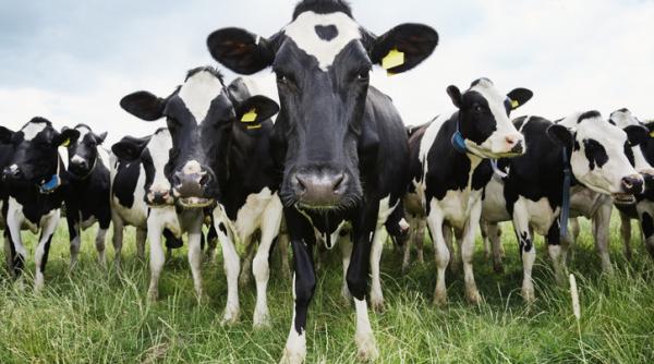 UE suspendă importurile de carne, ouă și miere din Brazilia. Țara sud-americană ar folosi antibiotice în creșterea animalelor