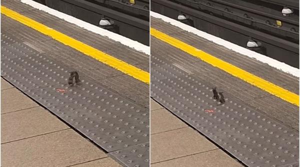 VIDEO Doi șoricei s-au luat la „bătaie” într-o stație de metrou, iar călătorii s-au amuzat copios: „Ne-a încălzit inimile să-i vedem”