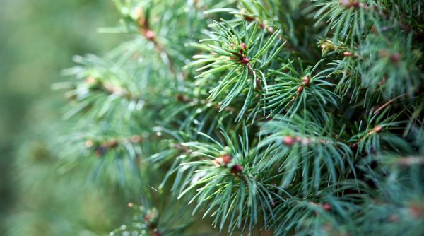 in anii 1930 canada a plantat molizi pe pajistile native desi copacii au apoi fost taiati natura nu s a regenerat nici dupa decenii