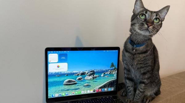 Pisica a spart ecranul MacBook-ului. Cum se întâmplă și ce se înlocuiește