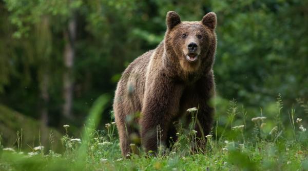 scene de groaza pe un drum din mures un barbat a fost atacat de un urs pe dn 13a dupa ce masina in care se afla a lovit animalul