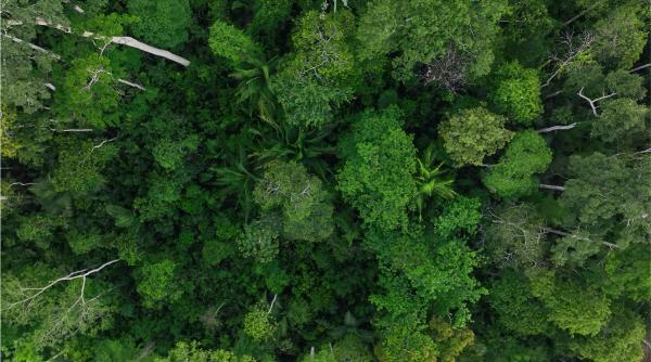 Din 2002 până în 2024, cercetătorii au ținut 6.000 de panouri peste o pădure tropicală, să blocheze ploaia. Ce s-a întâmplat i-a uimit