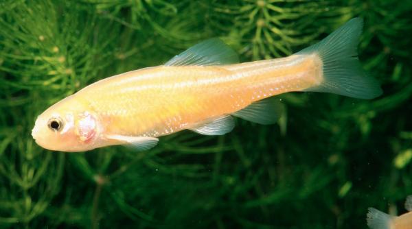 in 2001 cercetatorii au inceput sa adauge estrogen sintetic intr un lac din ontario dupa 2 sezoane populatia de pesti s a prabusit