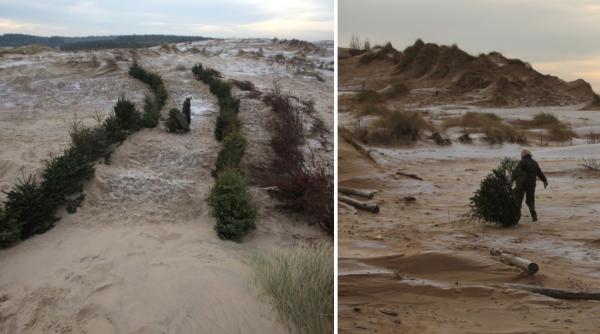 În 2013, pe o plajă au fost plantați brazi de Crăciun ca să oprească furtunile de nisip. În 2026, noile dune salvează casele de viituri