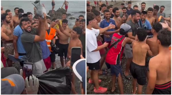 Revoltă în Spania după ce un pui de delfin a fost ucis pe plaja din Ceuta unde se află taberele de migranți