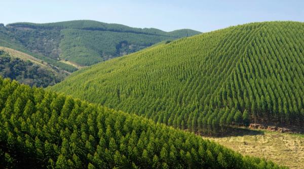 Brazilia a plantat păduri de eucalipt pentru celuloză. După 45 de ani, cercetătorii au descoperit că pânza freatică a scăzut cu 4,5 m