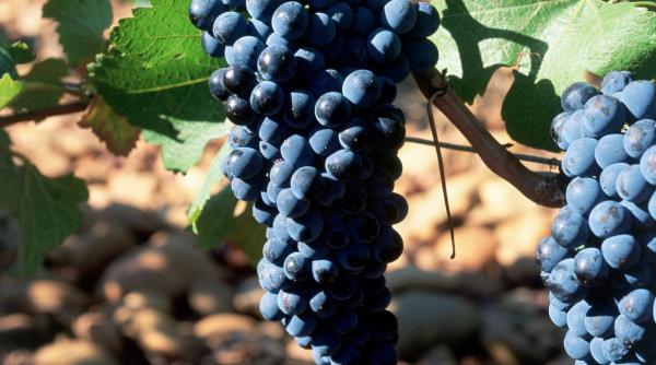 franta va avea anul acesta una din cele mai slabe productii de vin din ultimii 30 de ani care sunt cauzele