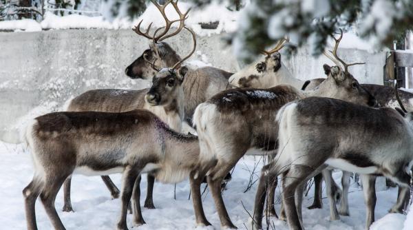 reni si cel mai mare zacamant de pamanturi rare din europa suedia vrea sa extinda mina indigenii sami se tem ca isi pierd teritoriile