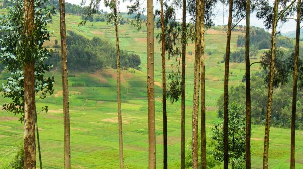 in 1933 rwanda a plantat zeci de specii de arbori exotici intr o padure dupa 90 de ani eucaliptul era copacul dominant in plantatii