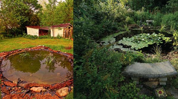 in 2017 o eleva de 14 ani din virginia a sapat un iaz in curtea casei ca proiect scolar in 9 ani a devenit un ecosistem plin de viata