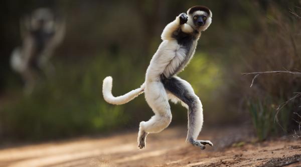 Doi lemuri furați anul trecut dintr-un parc safari din Bangladesh au fost găsiți în grădina privată a unui miliardar din India