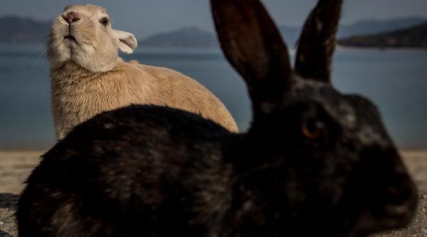 În 1865, coloniștii au lăsat iepuri pe o insulă ca hrană pentru naufragiați. În 127 de ani, animalele izolate s-au transformat complet