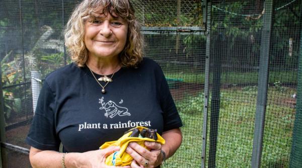 o femeie din australia a cumparat un teren defrisat ca sa l impadureasca dupa 10 ani avea o padure tropicala cu vulpi zburatoare