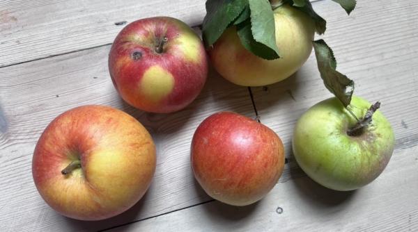 un nou soi de mere a fost descoperit dupa o donatie de fructe in marea britanie