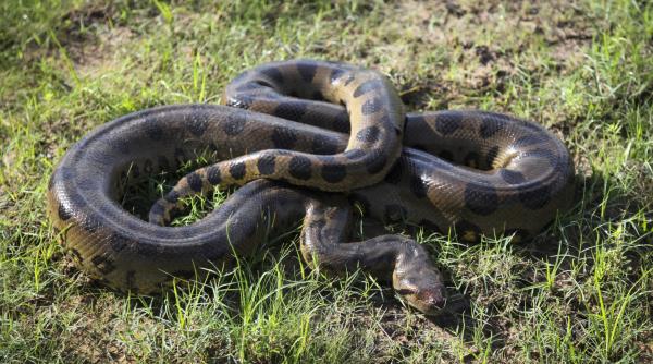 Descoperire ciudată lângă Dunăre. O femeie a găsit o anaconda de peste 2 metri