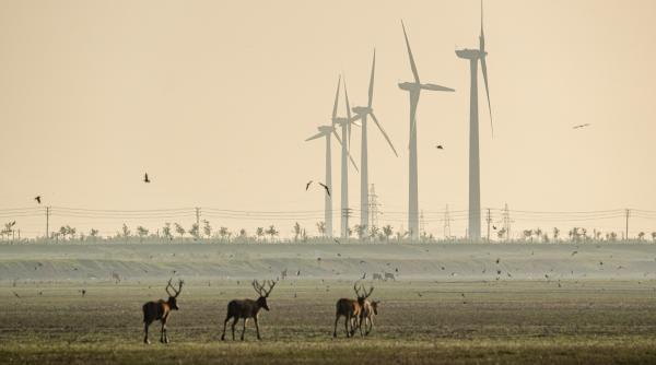 turbinele eoliene provoaca malformatii la animale ce se ascunde in spatele unei povesti virale despre renii din norvegia