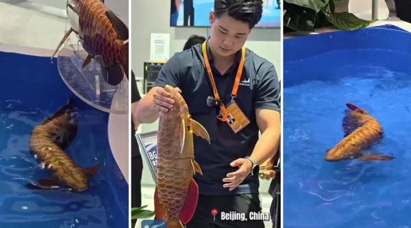 china a prezentat un robot peste dragon creat pentru spionaj subacvatic aproape imposibil de deosebit de un peste real