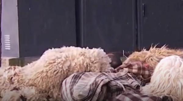 Imaginile momentului: Ciobanii au dormit în centrul Capitalei după protest
