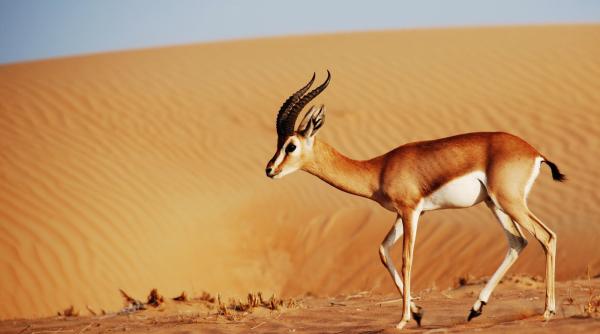 in 1990 arabia saudita a eliberat in desert 313 gazele 20 de ani mai tarziu ceva neasteptat se intamplase si continua si azi