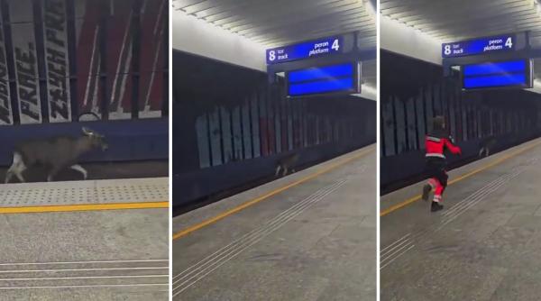 elanul emil a oprit trenurile in capitala poloniei se plimba pe sine in gara centrala din varsovia