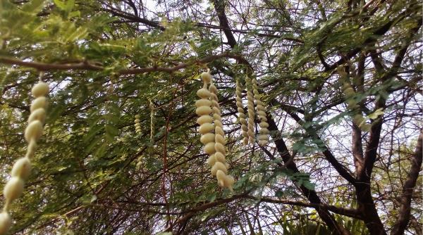sudan a plantat acacia senegal in zonele aride ani mai tarziu arborii acumulasera mai mult carbon dar era mai putina apa in sol