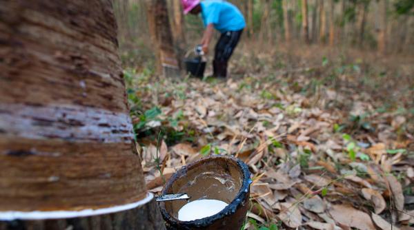 thailanda a cultivat arbori de cauciuc pe acelasi teren timp de 75 de ani cercetatorii au descoperit ca treptat solul a fost distrus
