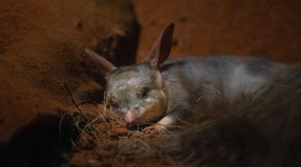 in 1997 cercetatorii au eliberat exemplare de bilby pe o insula unde specia nu traise niciodata dupa 10 ani erau peste tot