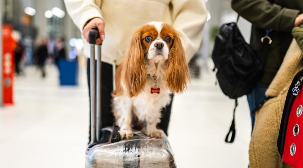 cu ce companii aeriene poti zbura cu cainele sau pisica in cabina clasamentul celor mai pet friendly din europa