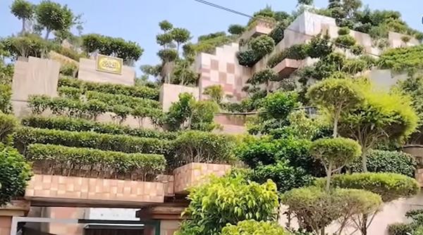 un barbat a plantat 5 700 de copaci in curtea mica de 150 mp ca sa i faca pe plac mamei sale i a pus pana si pe acoperisul casei