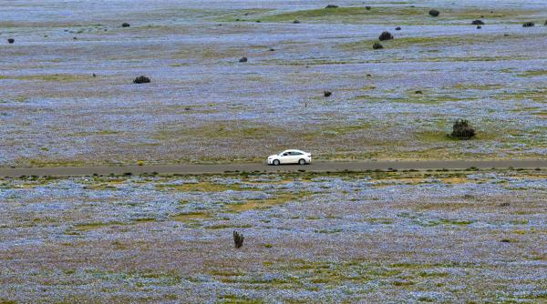 fenomen spectaculos in chile desertul atacama este acoperit de flori dupa ploile abundente provocate de el nino