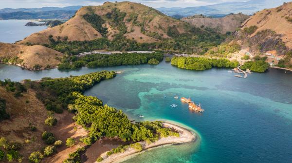 in 2013 indonezia a replantat mangrove pe o insula dupa 10 ani padurile refacute gazduiau 10 specii si stocau 70 mg co pe hectar