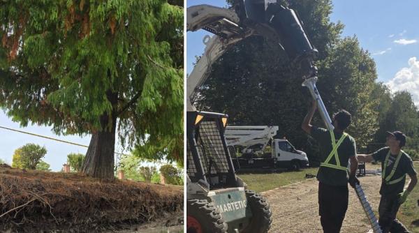 un chiparos vechi de aproape 100 de ani salvat in urma unei interventii realizate in premiera in parcul herastrau a durat 8 ore